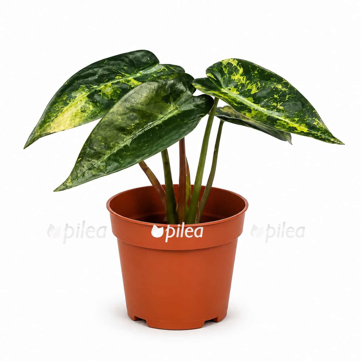 alocasia bambino aurea variegated