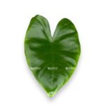 alocasia black stem
