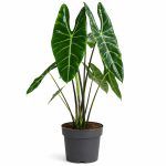 alocasia chantrieri