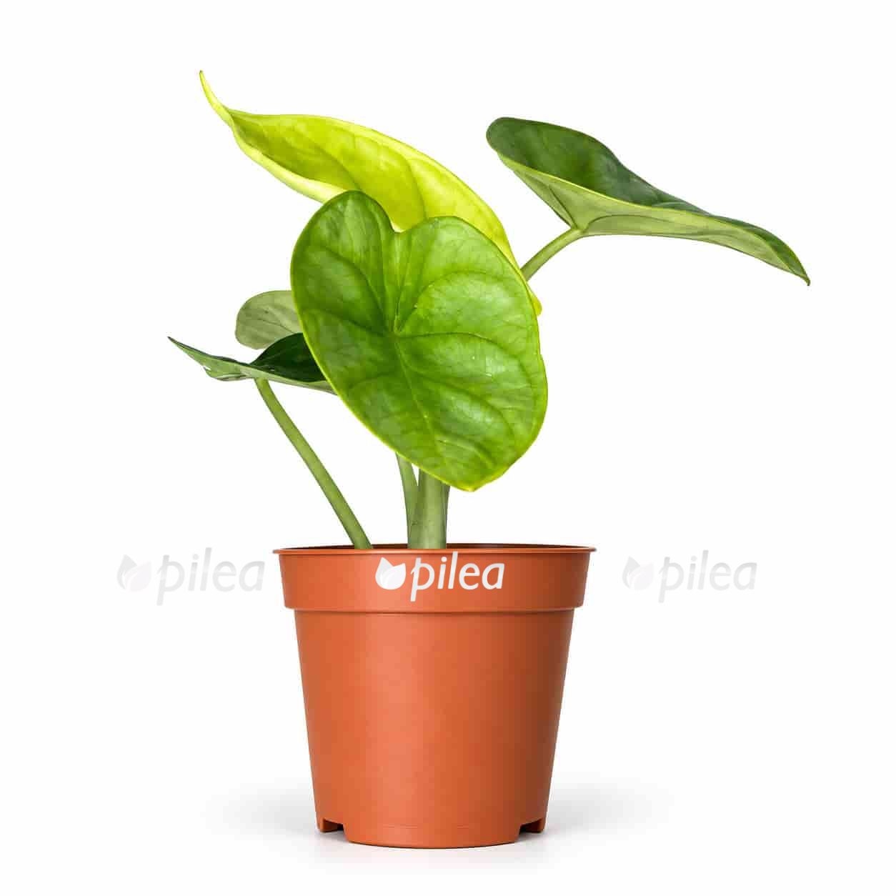 alocasia dragon gold 1
