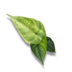 alocasia dragon scale aurea