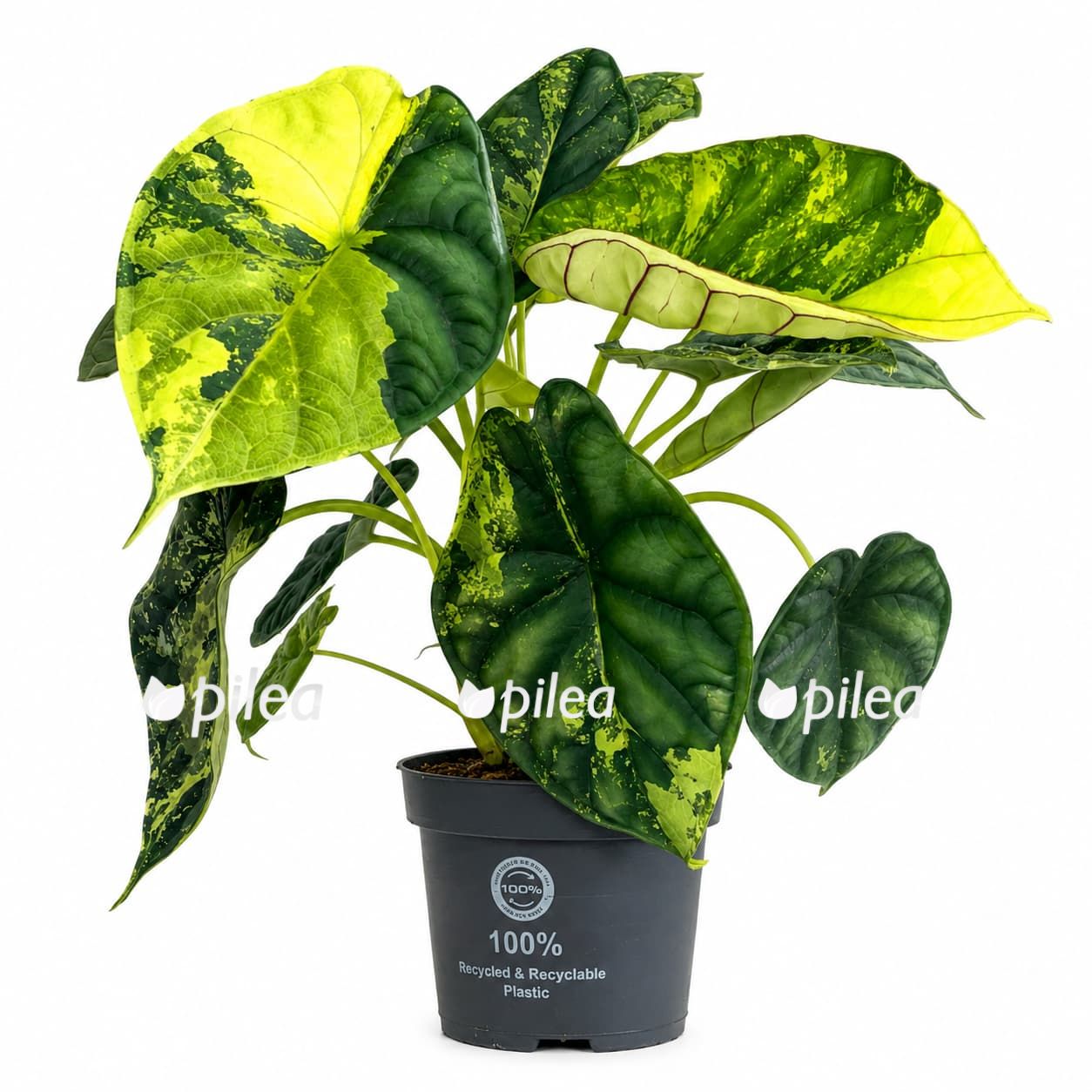 alocasia-dragon-scale-variegata Алоказия Драгон Скейл Вариегата купить