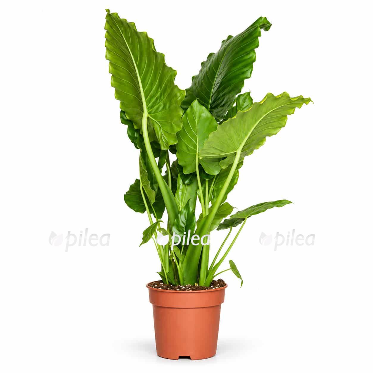 alocasia gageana california