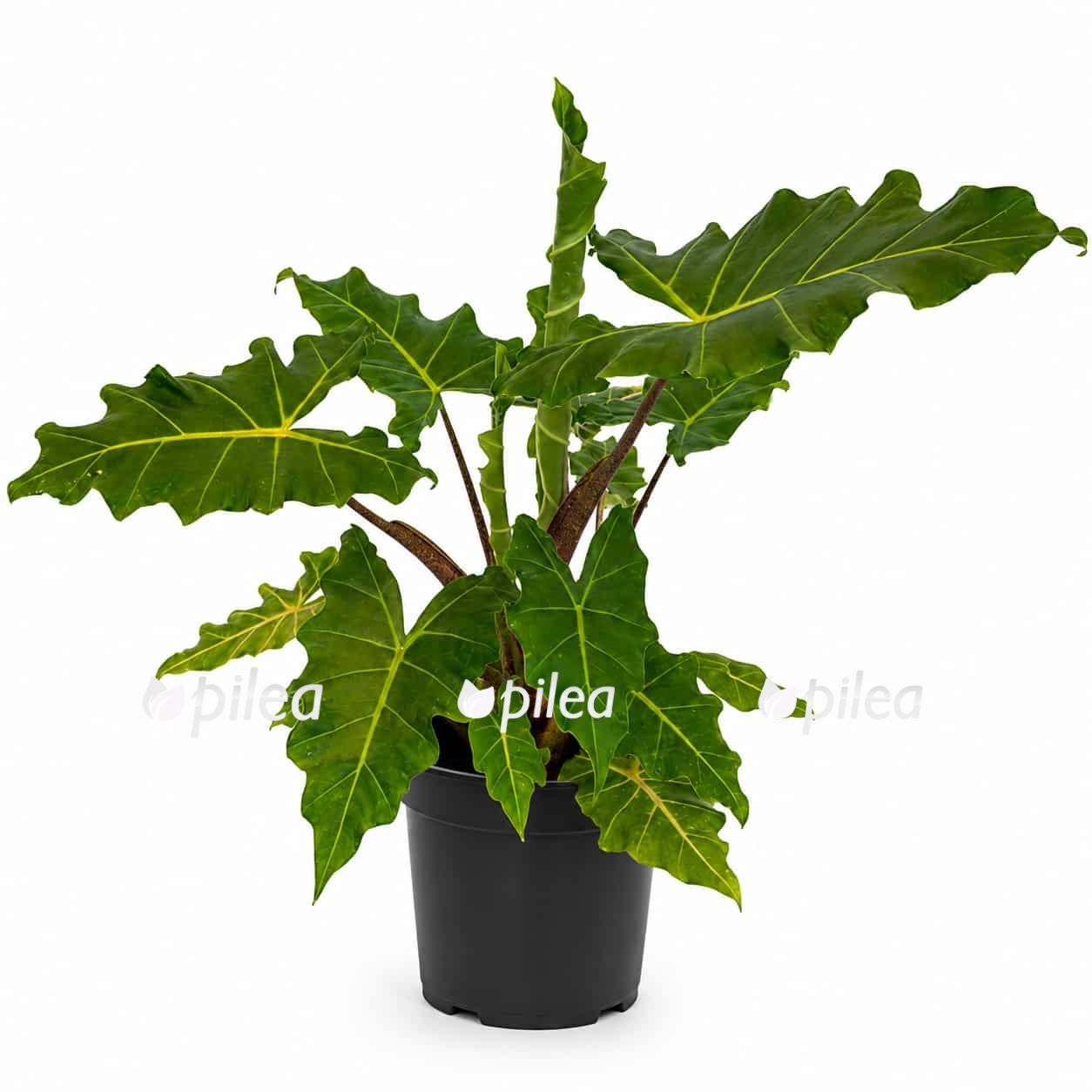 alocasia-golden-dragon alocasia golden dragon
