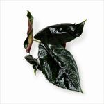 alocasia-green-unicorn