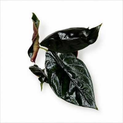 alocasia-green-unicorn