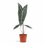 alocasia longiloba silver