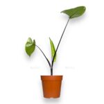 alocasia macrorrhiza black stem