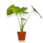 alocasia macrorrhiza variegata