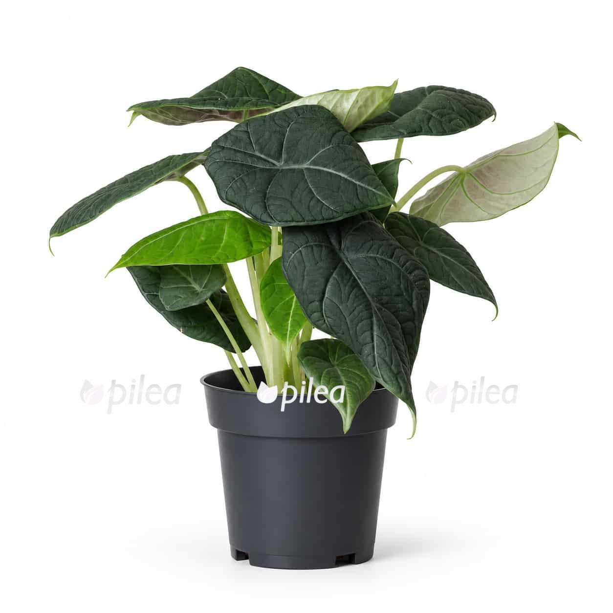 alocasia-maharani alocasia maharani 1