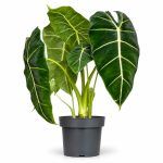alocasia micholitziana frydek green