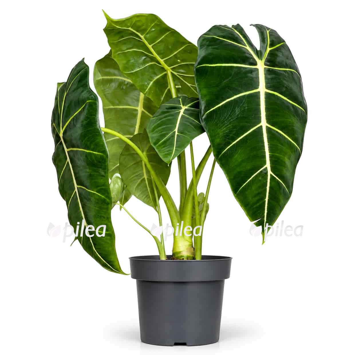 alocasia micholitziana frydek green