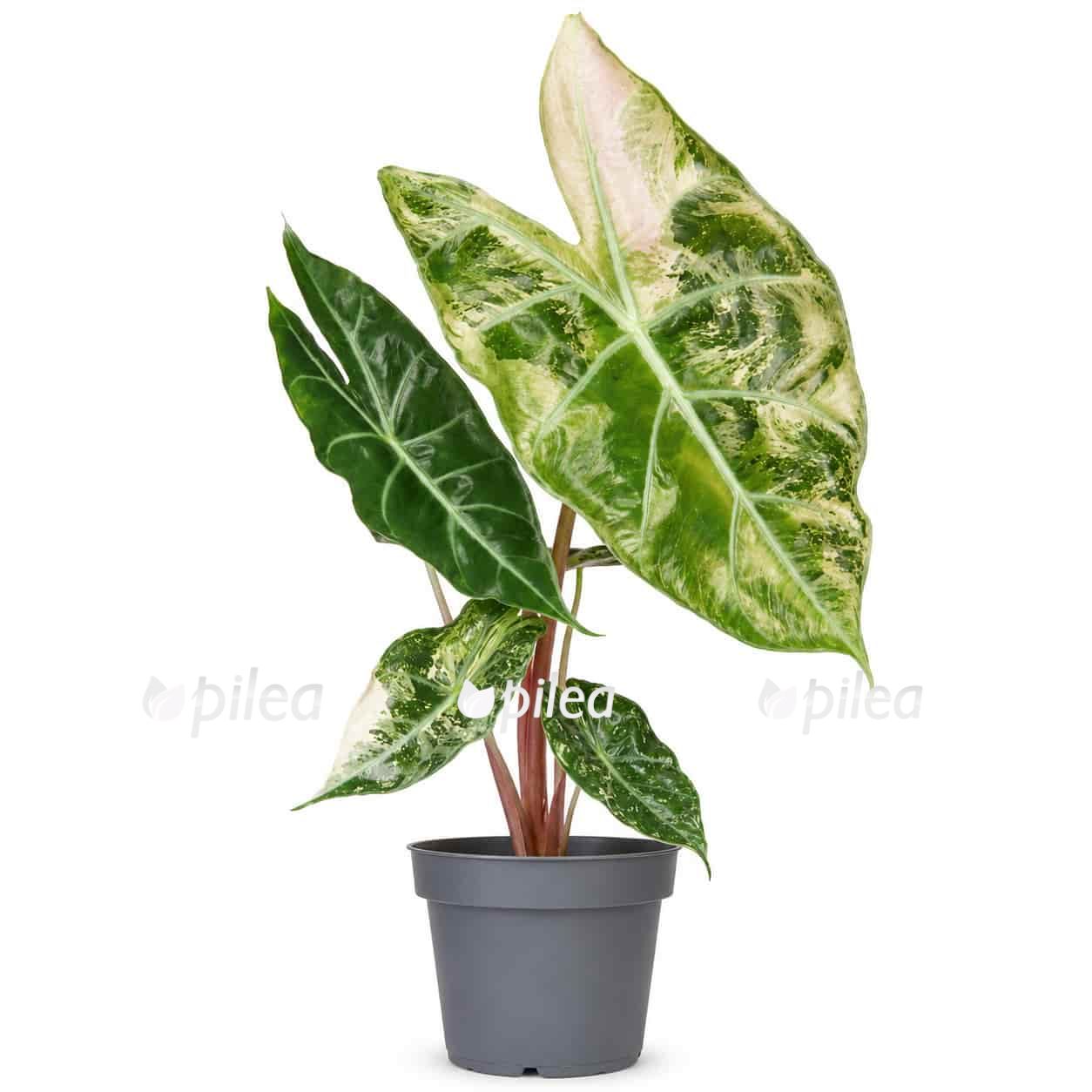 alocasia nairobi night variegata