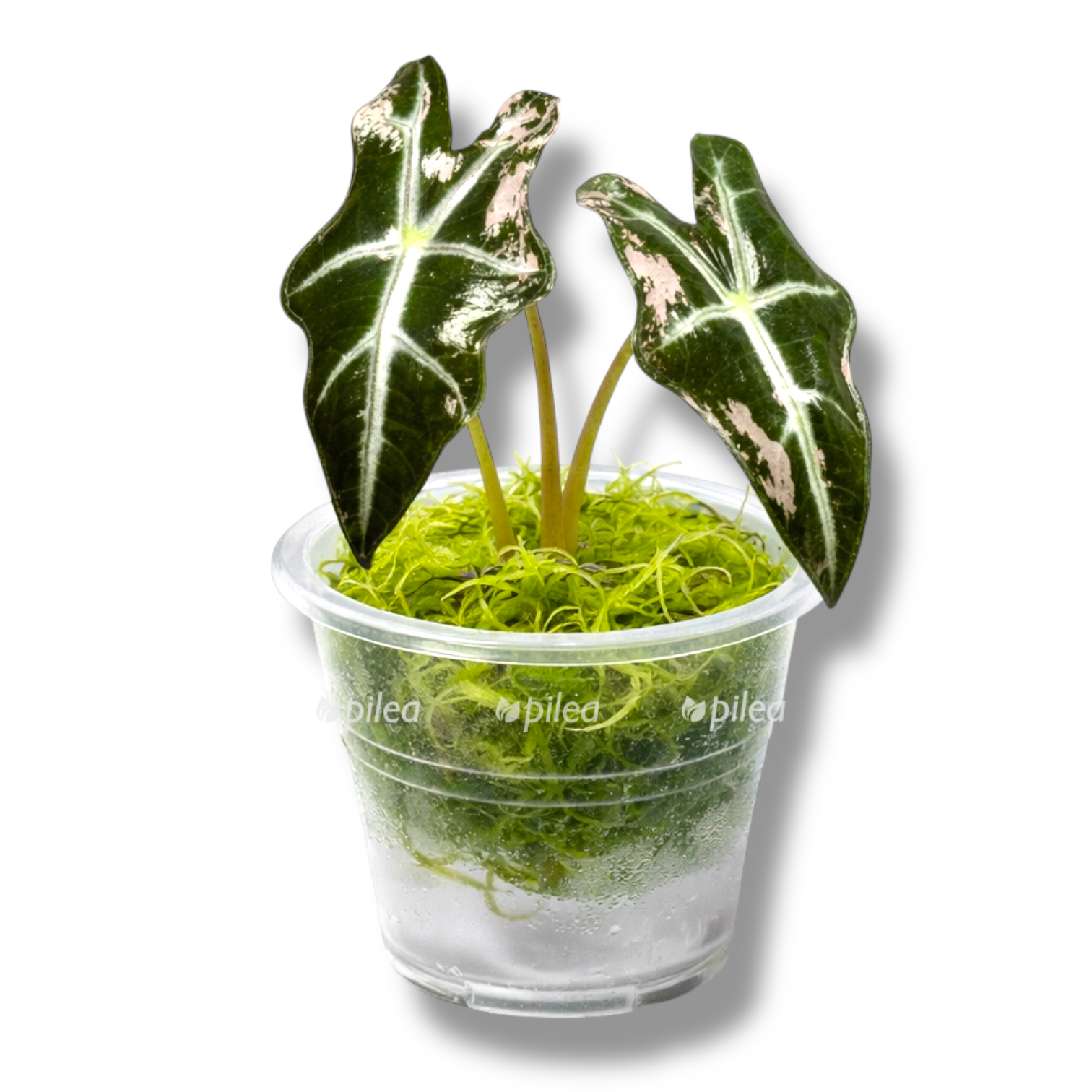 alocasia nobilis pink