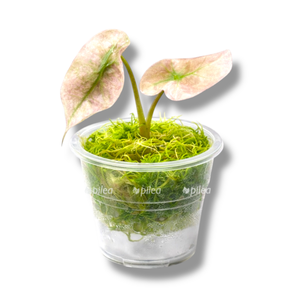 alocasia-polly-pink-gost-e1767072894133.png alocasia polly pink gost e1767072894133