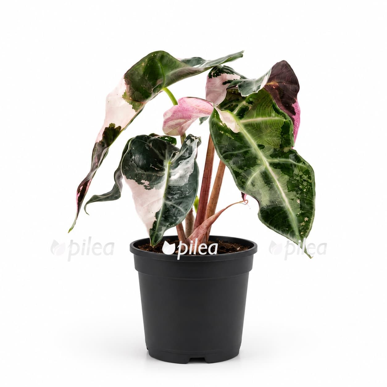 alocasia polly super pink 2