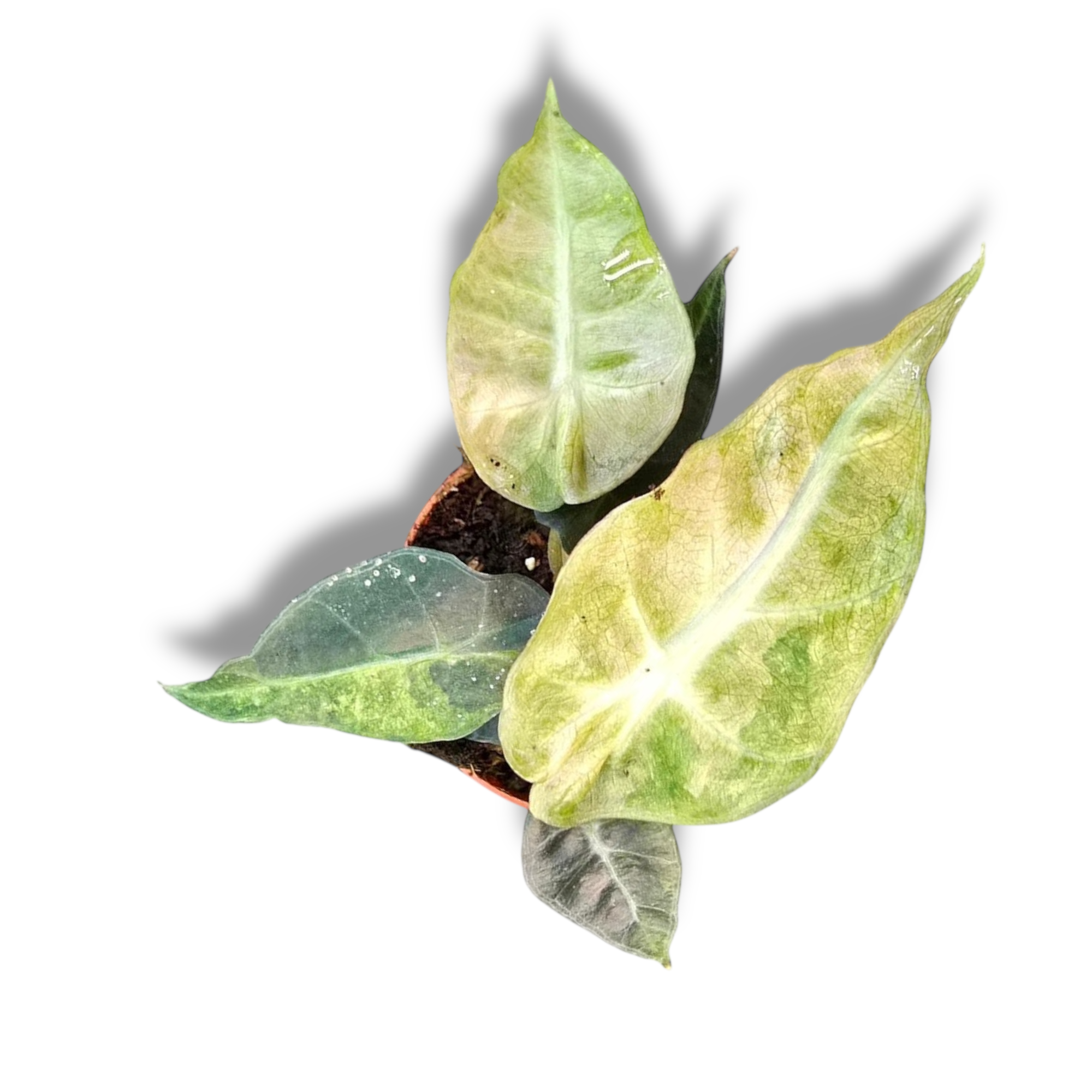 alocasia-polly-variegata-aurea.png alocasia polly variegata aurea