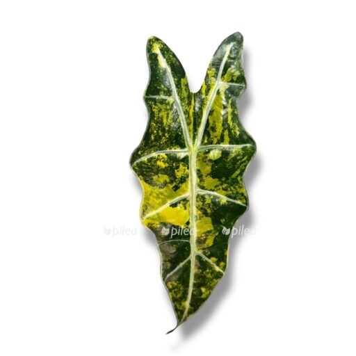 alocasia-sanderiana-variegata-e1769240478687.jpeg alocasia sanderiana variegata e1769240478687