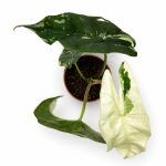 Алоказия Симпо Вариегата купить