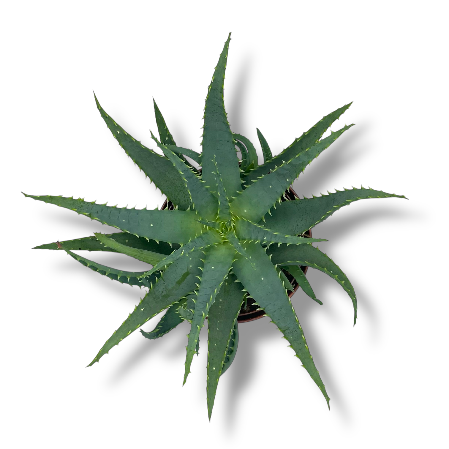 aloe arborescens drevovidnoe