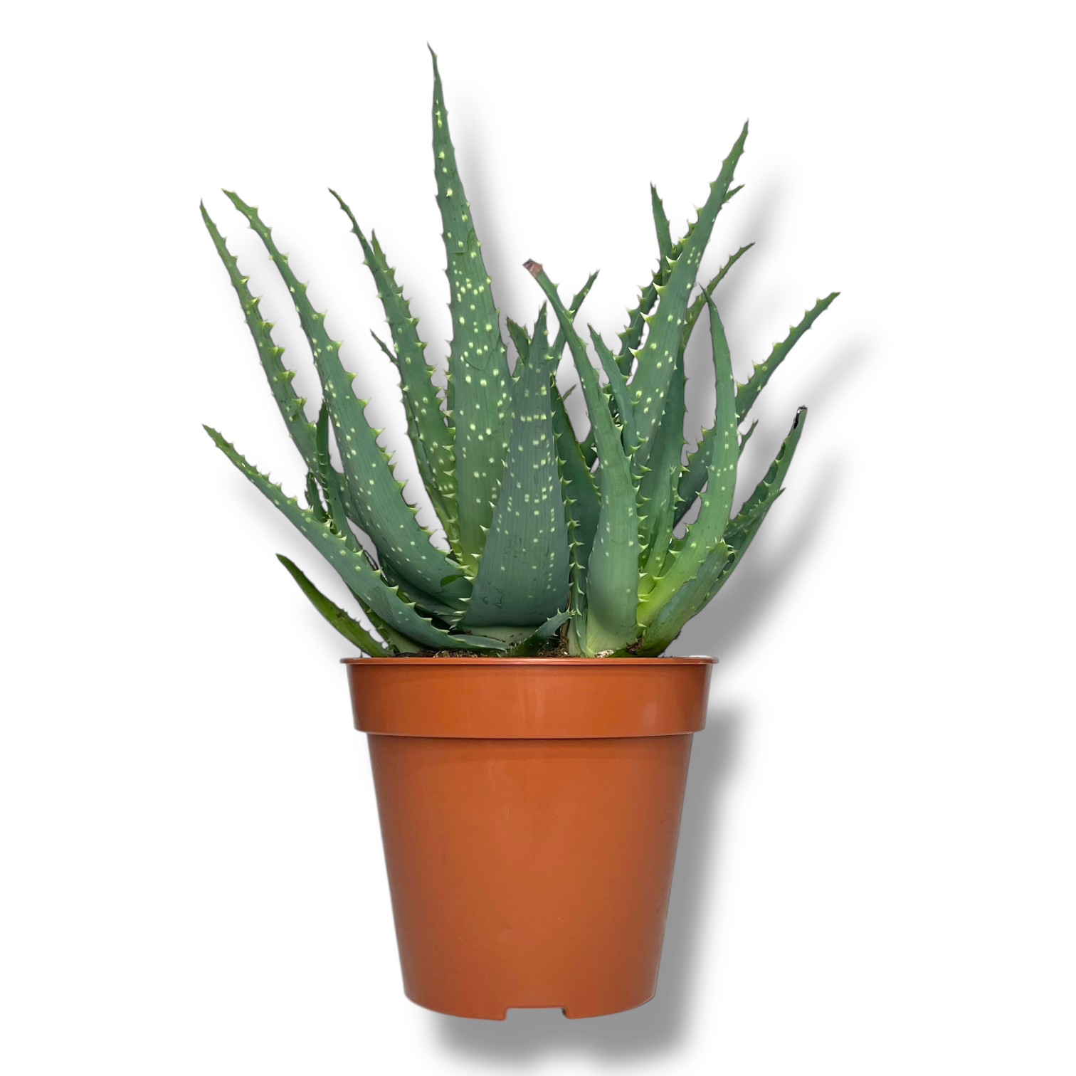 aloe arborescens drevovidnoe 1 1