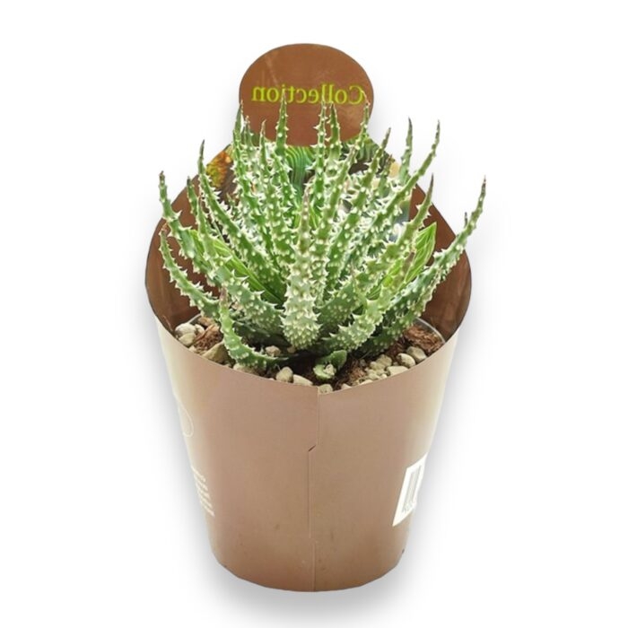 aloe humilis 10 15 sm e1704294246758