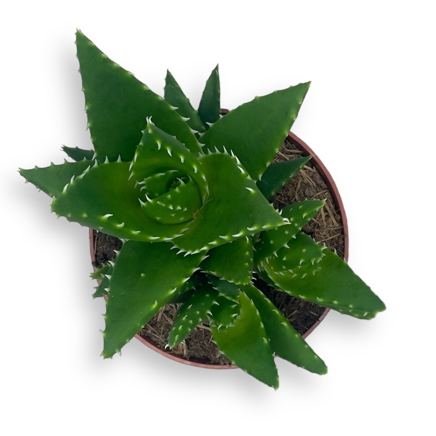 aloe mitriformis