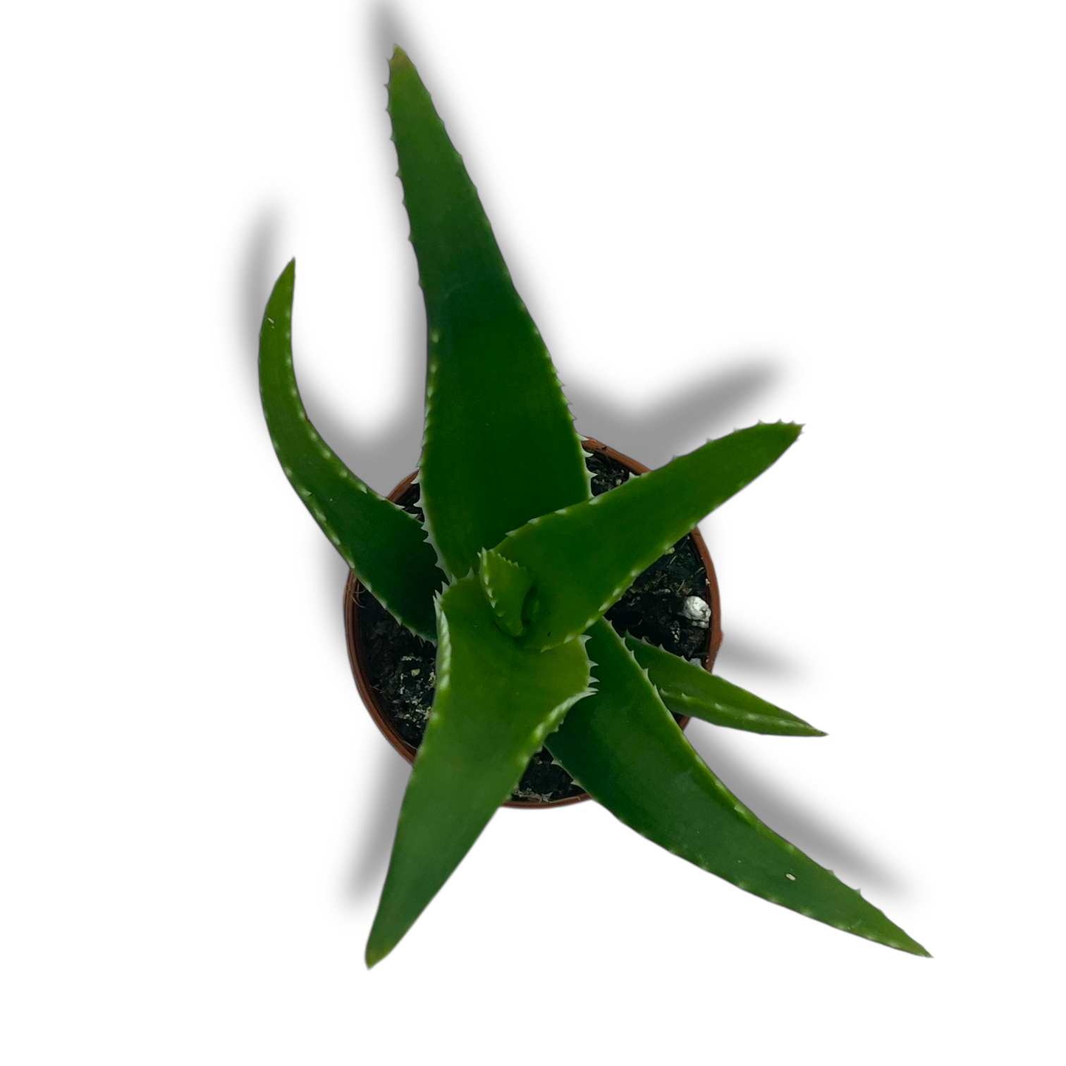 aloe morogoroensis