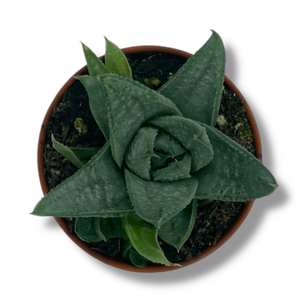 aloe savanna e1770411689916