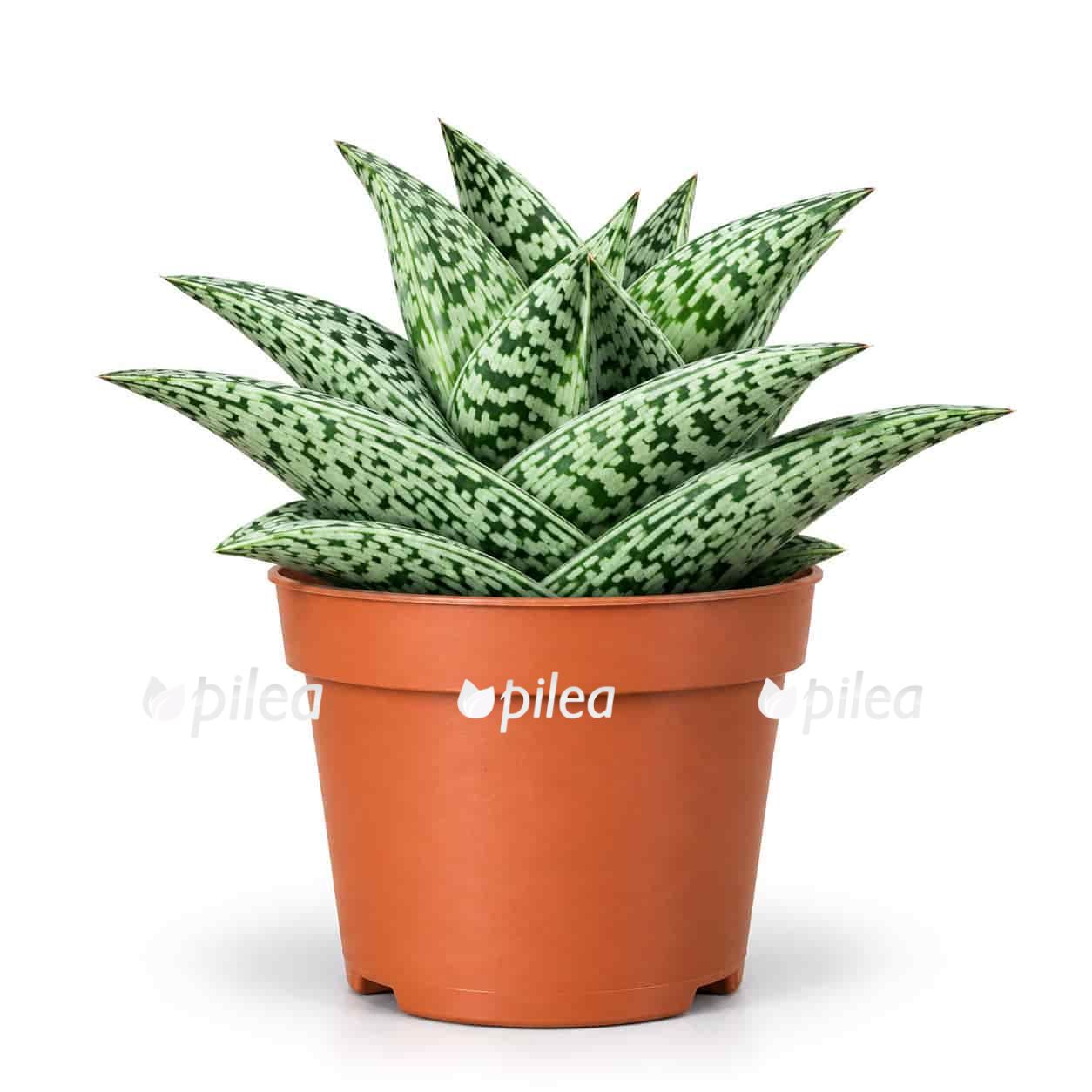 aloe tribal variegata