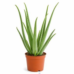 Алоэ Морогороенсис 24 aloe vera