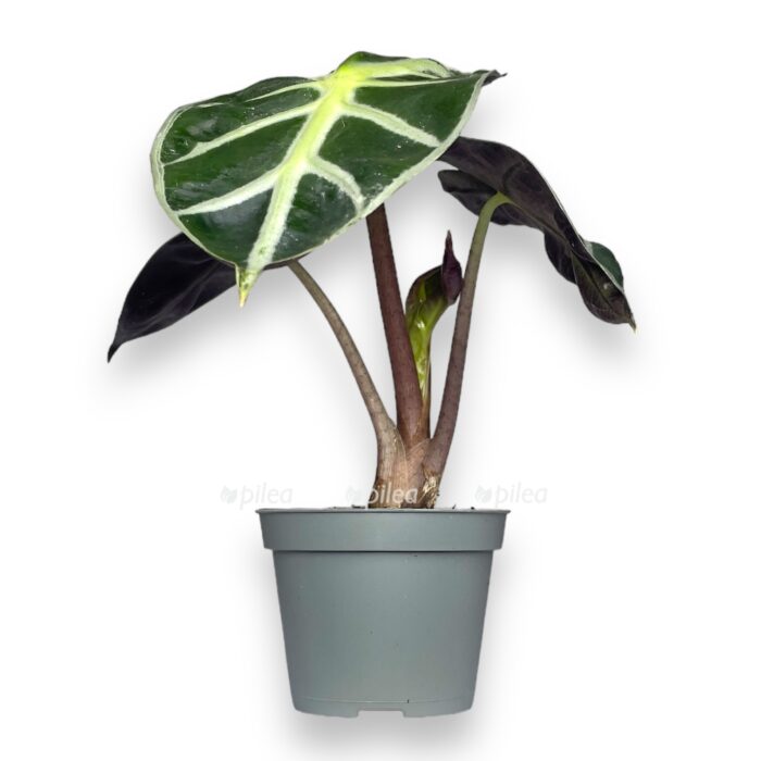 alokazi bebi bambino e1716711771446