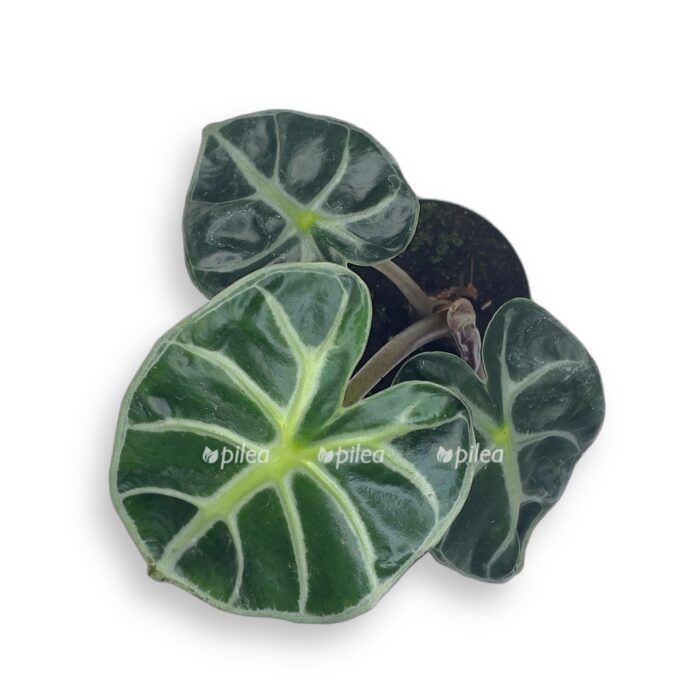 alokazi bebi bambino e1716711788457