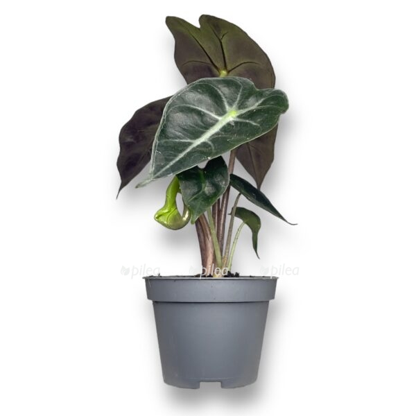 alokaziya amazonika dvorf 1 e1725512587384