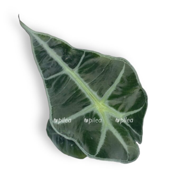 alokaziya amazonika dvorf e1711188743226