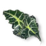 alokaziya amazonika polli