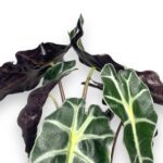 alokaziya amazonika polli 1