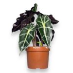 alokaziya amazonika polli e1727542767628