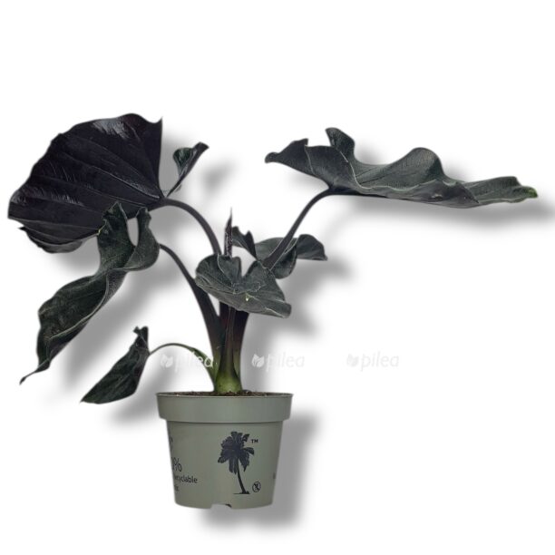 alokaziya antoro e1770786510548