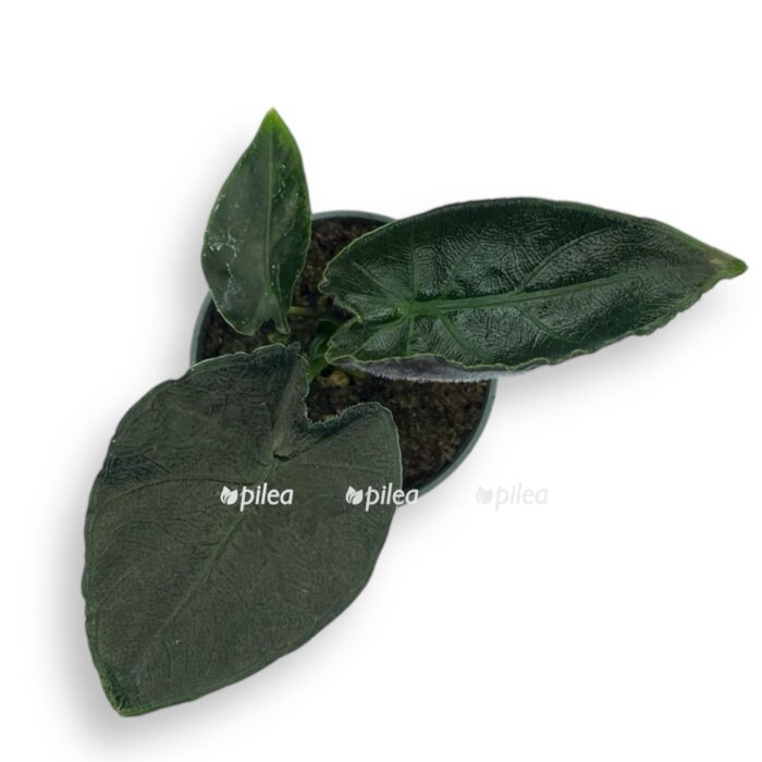 alokaziya antoro velvet 1 1 e1720183882874