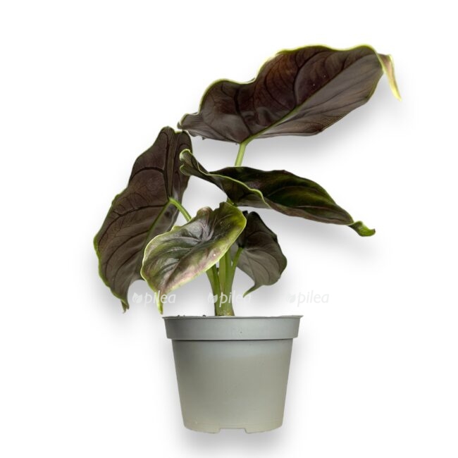 alokaziya azlani e1697213530148