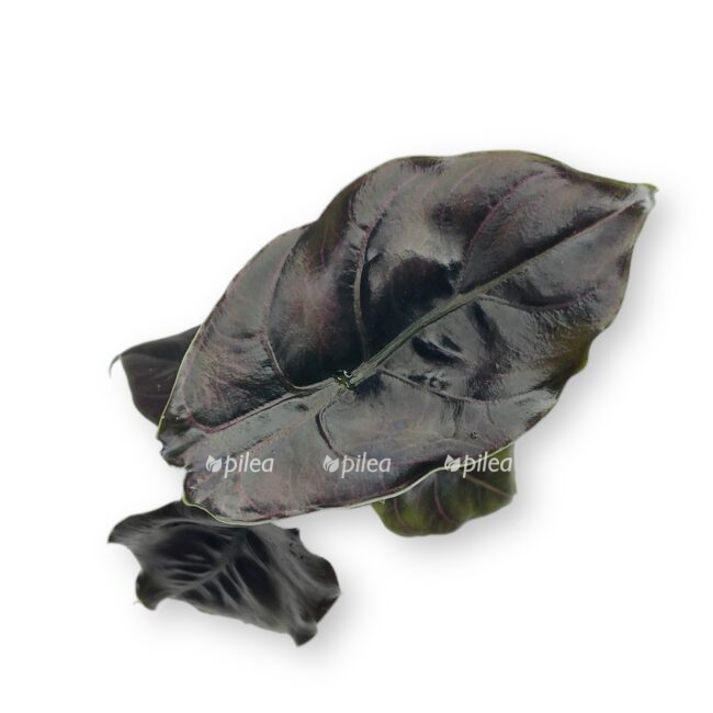 alokaziya azlani1 e1697213512154