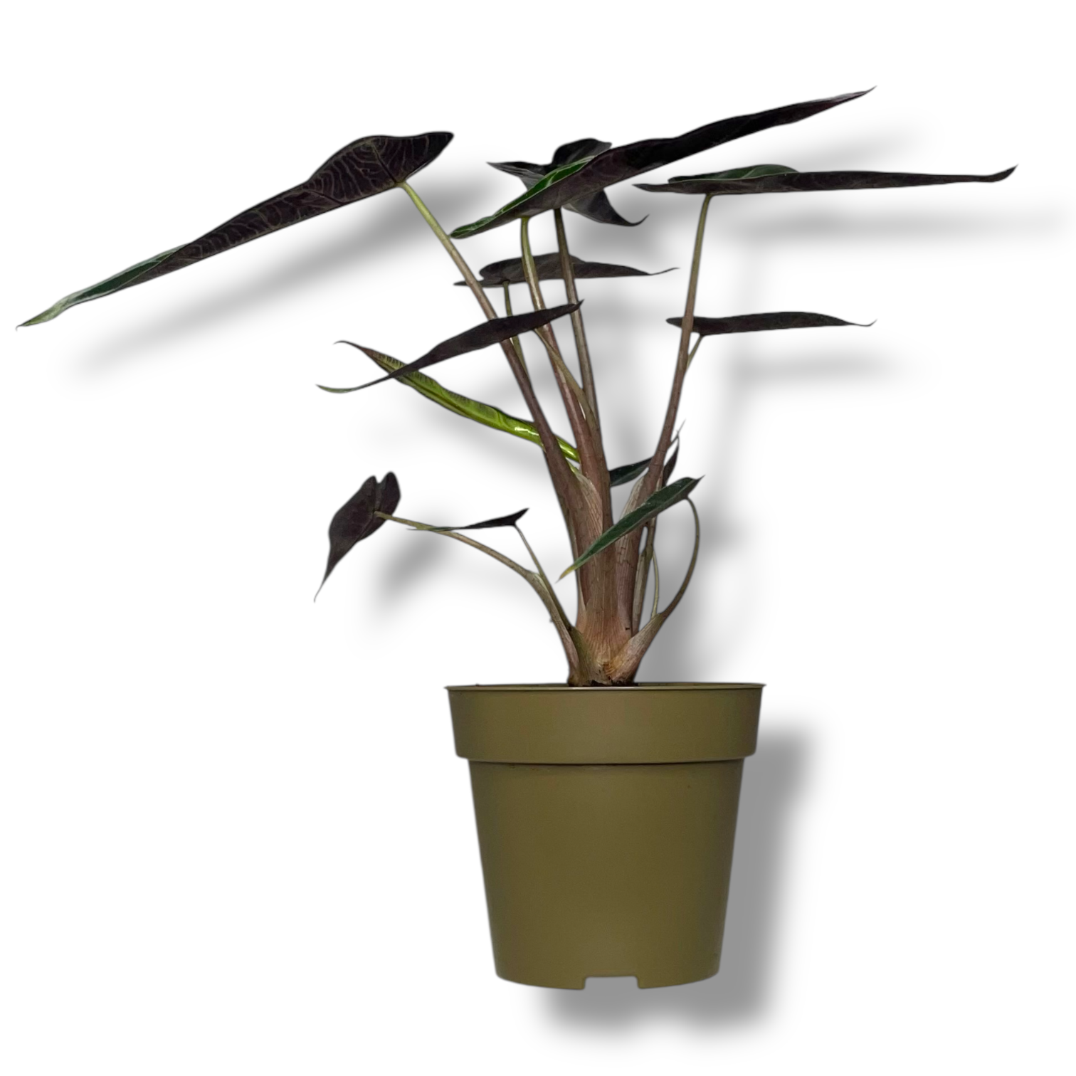 alokaziya bambino errou