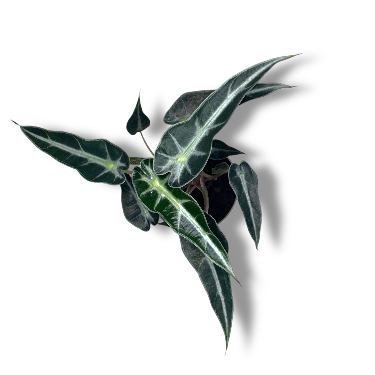 alokaziya bambino errou 1 1