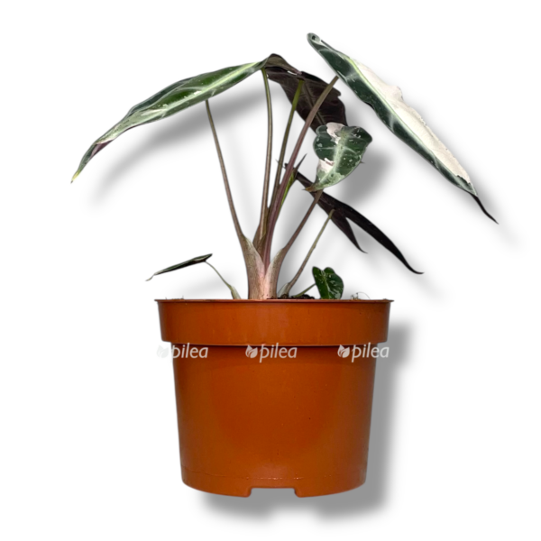 alokaziya bambino pink variegata e1757007371675