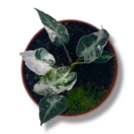 alokaziya bambino variegata 1 1