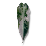 alokaziya bambino variegata