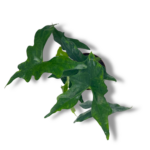 alokaziya batving