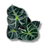 alokaziya bebi bambino