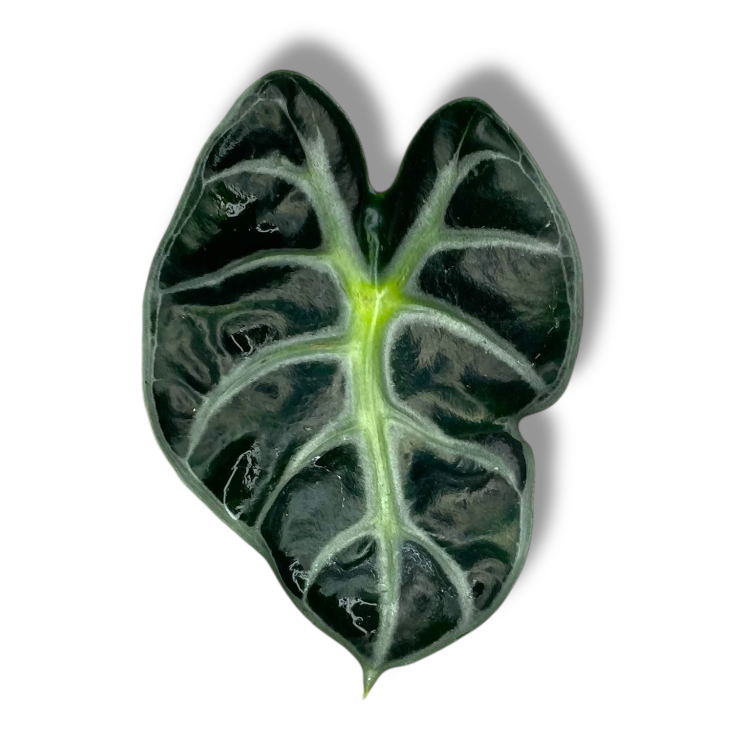 alokaziya bebi bambino 1 1